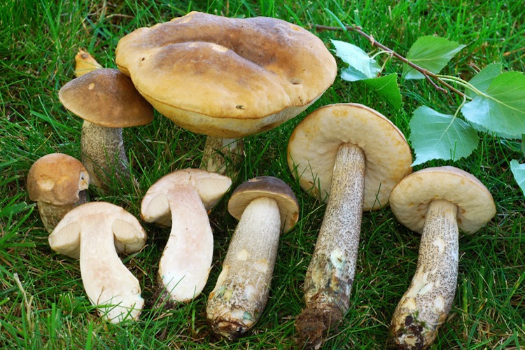 Sesbírané houby na jednom místě a některé jsou rozříznuté.