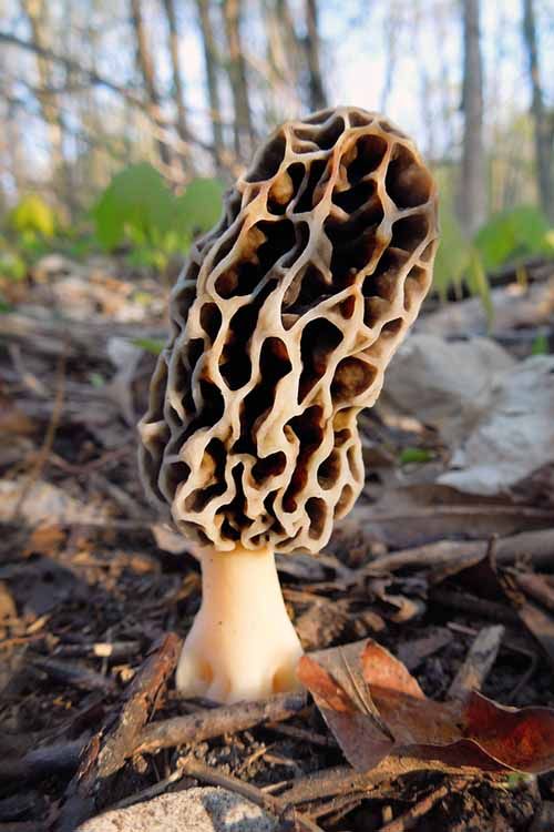 Krásná malá houba s typickým děravým kloboukem.