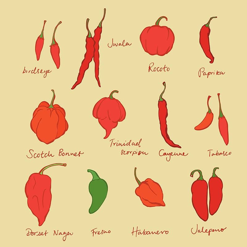 Cartoon types of hot peppers.