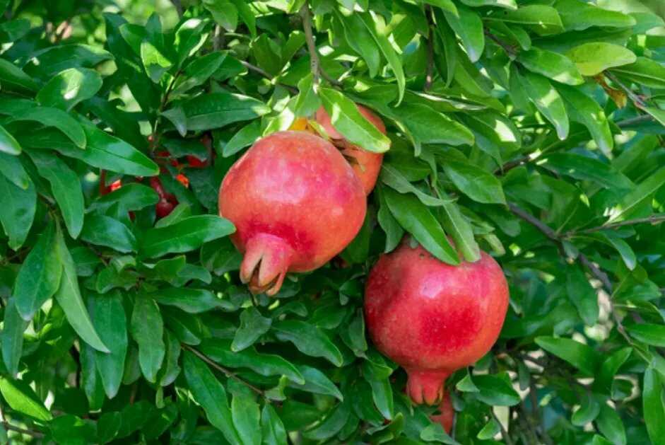 Granátová jablka rostoucí na stromě.