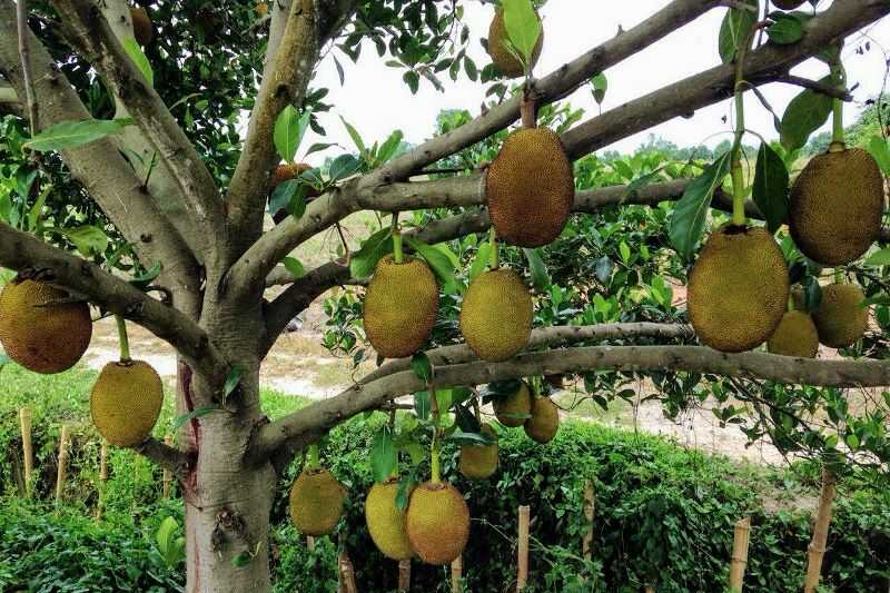 Jackfruits growing on a tree.