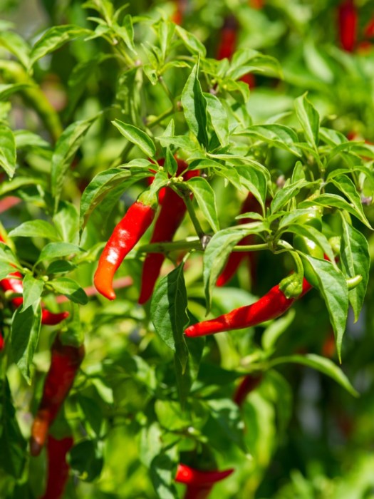Rostlina papriky, ze které se získává kajenský pepř.