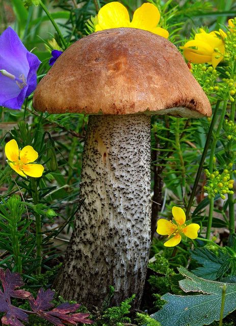 A tall and massive mushroom growing in a bright spot in the forest.