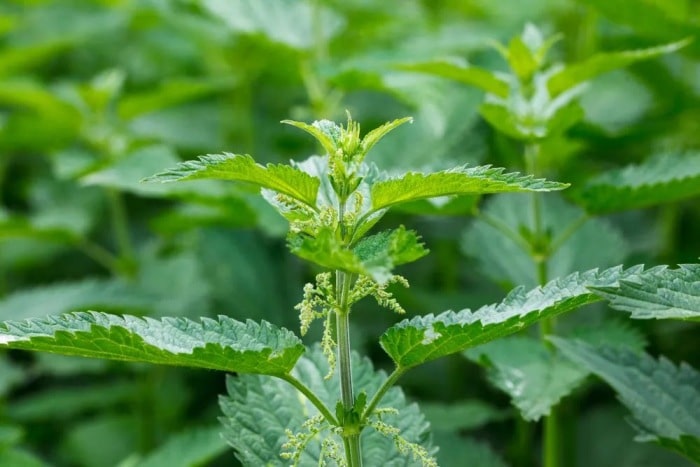 A view of a flowering nettle.