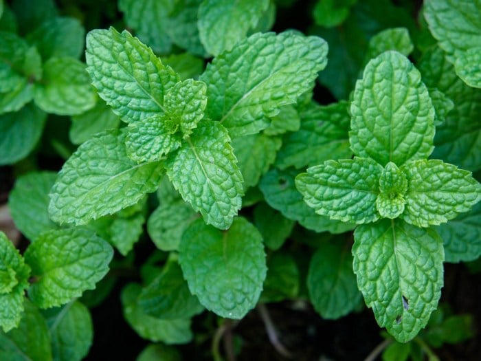 Peppermint leaves.