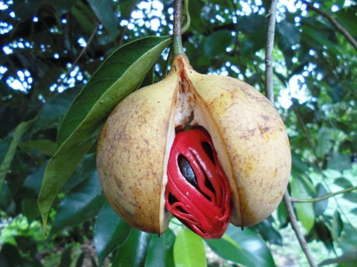 Die Frucht der duftenden Muskatnuss, die die Muskatnuss und die Blume verbirgt.