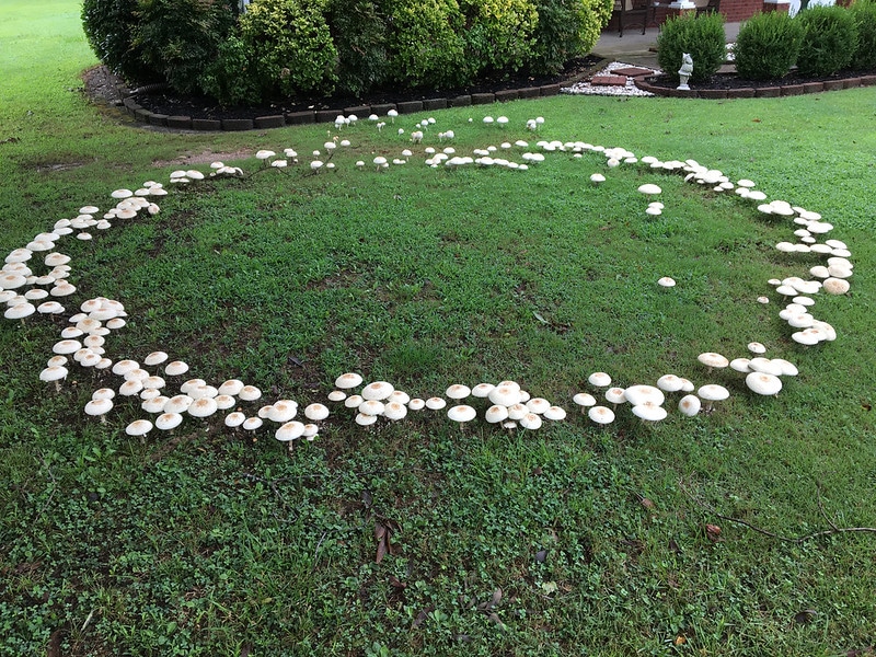 Pravidelný kruh, který je tvořen bílými houbami.