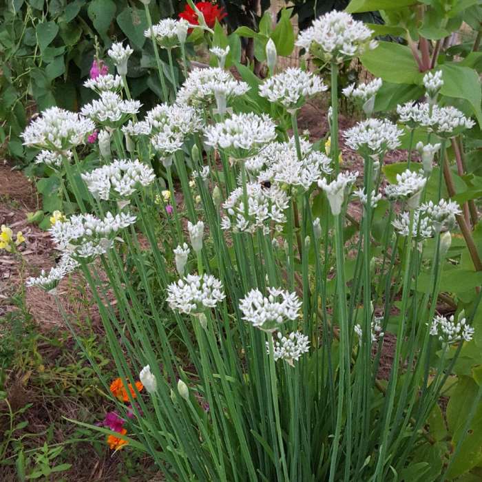 Flowering Chinese chives in a flower bed.