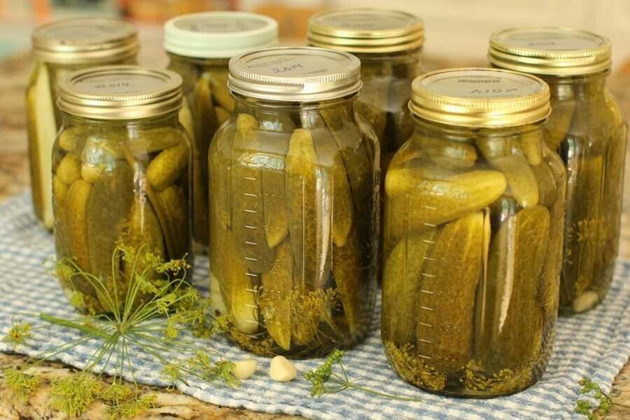 Pickled cucumbers in canning jars.