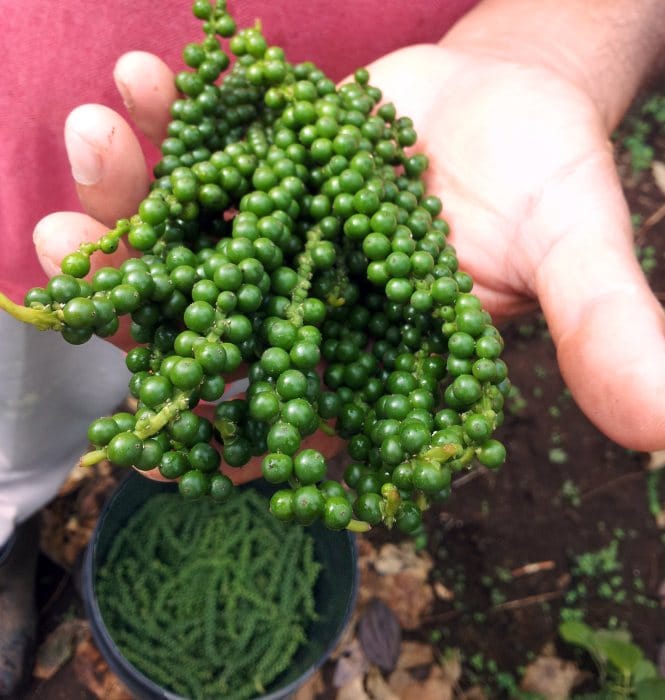 Freshly harvested grapes with green pepper balls.