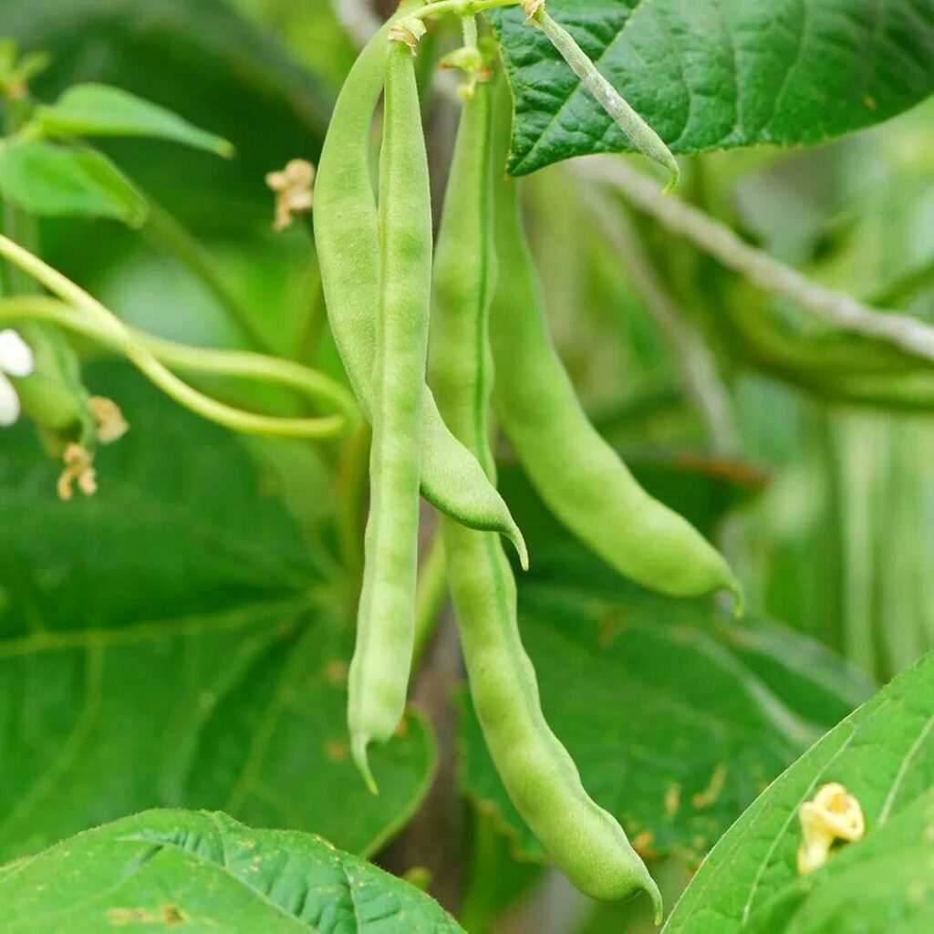 Bean pods growing outdoors.