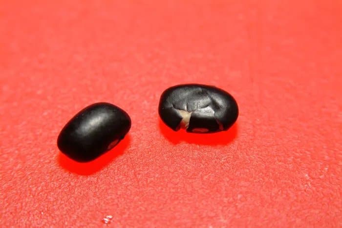 Černá fazole celá a černá fazole poškozená.