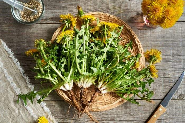 Whole dandelion plant with root in a wicker basket.