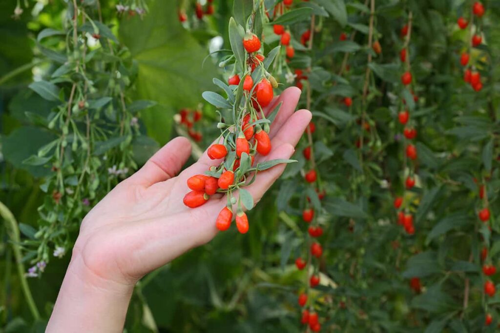 Goji growing on a bush and a hand holding them.